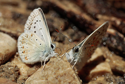 BUITEN BEELD Foto: 69262