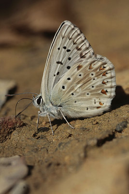 BUITEN BEELD Foto: 69265