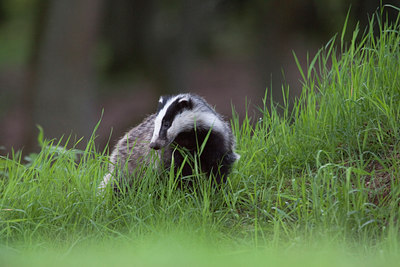 BUITEN BEELD Foto: 69285
