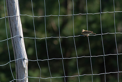 BUITEN BEELD Foto: 69332