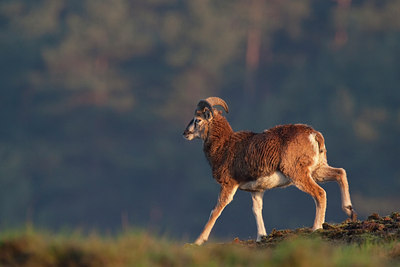 BUITEN BEELD Foto: 69336