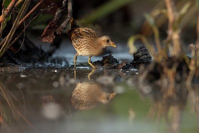 BUITEN BEELD Foto: 69344