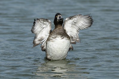 BUITEN BEELD Foto: 69355