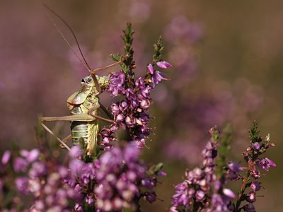 BUITEN BEELD Foto: 69394