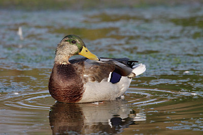 BUITEN BEELD Foto: 69416