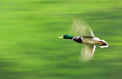 BUITEN BEELD Foto: 69427