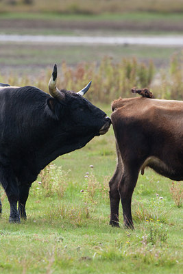 BUITEN BEELD Foto: 69456