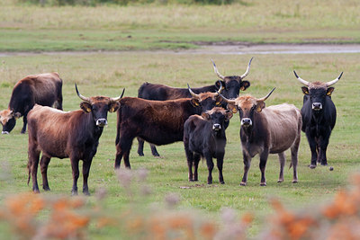 BUITEN BEELD Foto: 69464