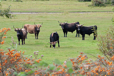 BUITEN BEELD Foto: 69465