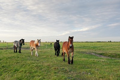 BUITEN BEELD Foto: 69484