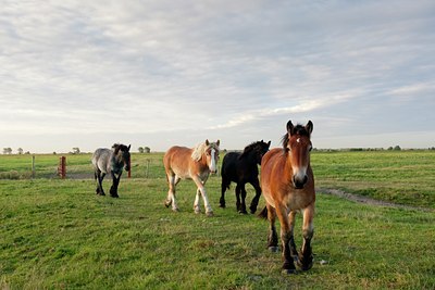 BUITEN BEELD Foto: 69486