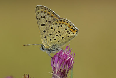 BUITEN BEELD Foto: 69505