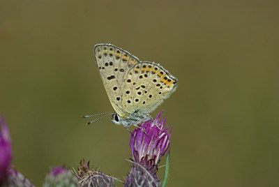 BUITEN BEELD Foto: 69506