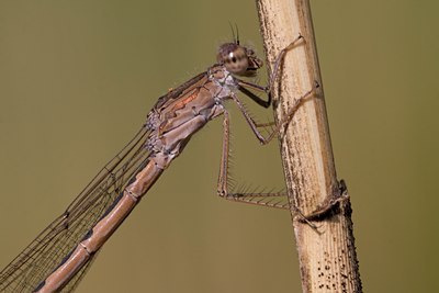 BUITEN BEELD Foto: 69516