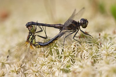 BUITEN BEELD Foto: 69518