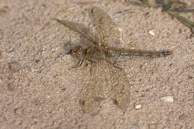 BUITEN BEELD Foto: 69524