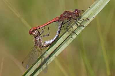 BUITEN BEELD Foto: 69525