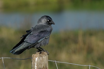 BUITEN BEELD Foto: 69526