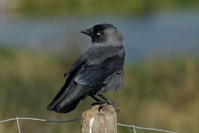 BUITEN BEELD Foto: 69538