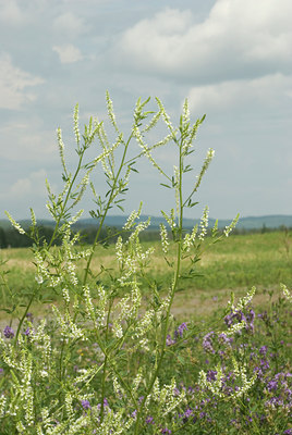 BUITEN BEELD Foto: 69545