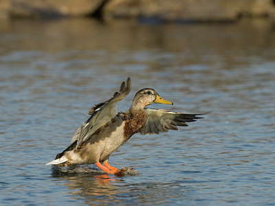 BUITEN BEELD Foto: 69554