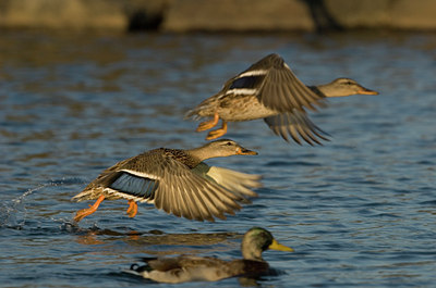BUITEN BEELD Foto: 69556