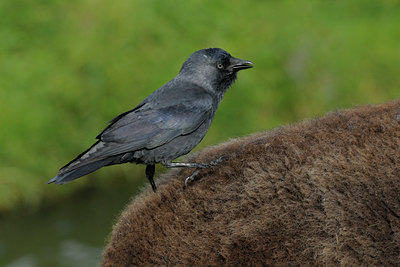 BUITEN BEELD Foto: 69589