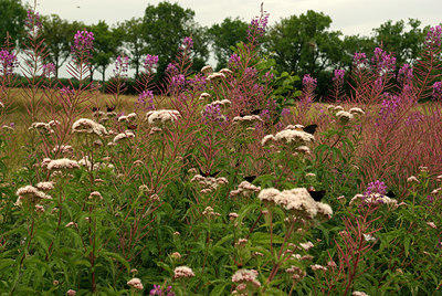 BUITEN BEELD Foto: 69599