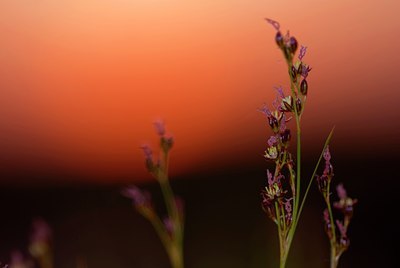 BUITEN BEELD Foto: 69604