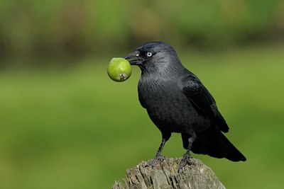 BUITEN BEELD Foto: 69627