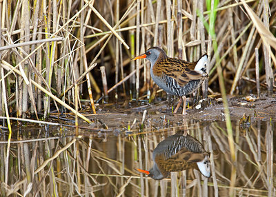 BUITEN BEELD Foto: 69680