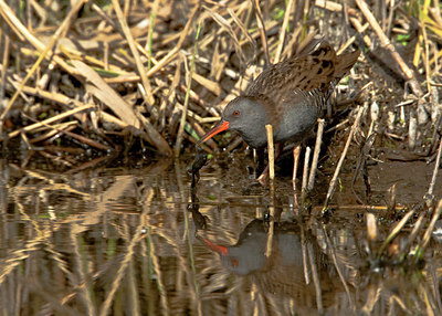 BUITEN BEELD Foto: 69685