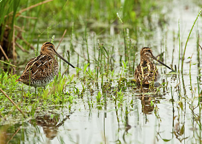 BUITEN BEELD Foto: 69686