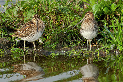 BUITEN BEELD Foto: 69687