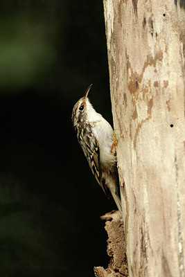 BUITEN BEELD Foto: 69700
