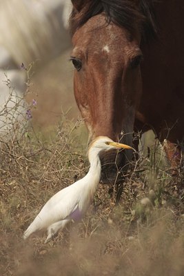 BUITEN BEELD Foto: 69718