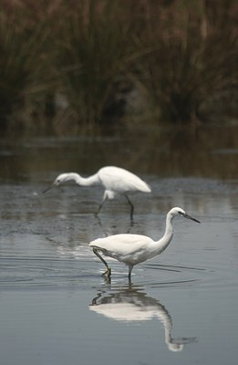 BUITEN BEELD Foto: 69735