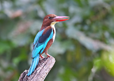 BUITEN BEELD Foto: 69743