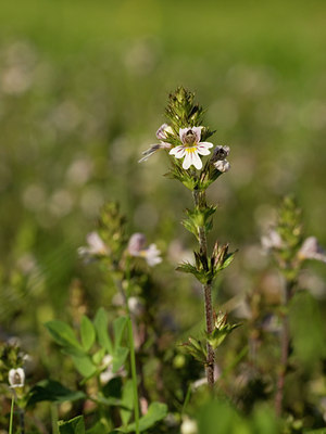 BUITEN BEELD Foto: 69771