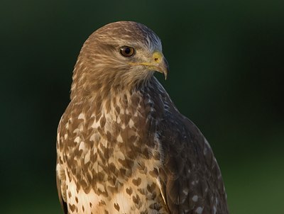 BUITEN BEELD Foto: 69778