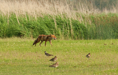BUITEN BEELD Foto: 69793