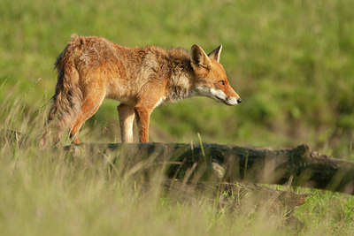 BUITEN BEELD Foto: 69813