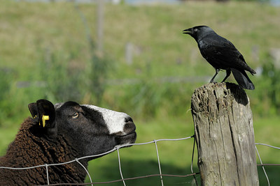 BUITEN BEELD Foto: 69829