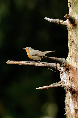 BUITEN BEELD Foto: 69841