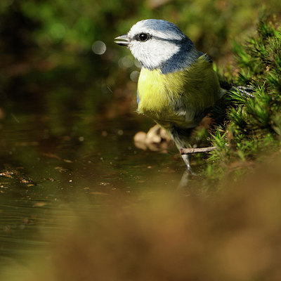 BUITEN BEELD Foto: 69842