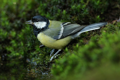 BUITEN BEELD Foto: 69850