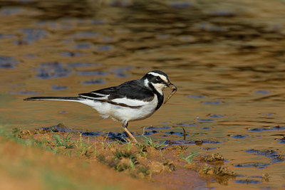 BUITEN BEELD Foto: 69855