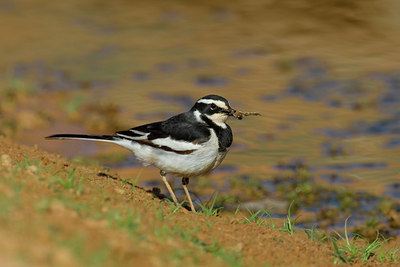 BUITEN BEELD Foto: 69856