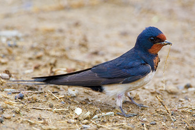 BUITEN BEELD Foto: 69859