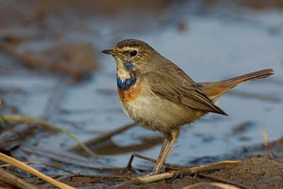 BUITEN BEELD Foto: 69890